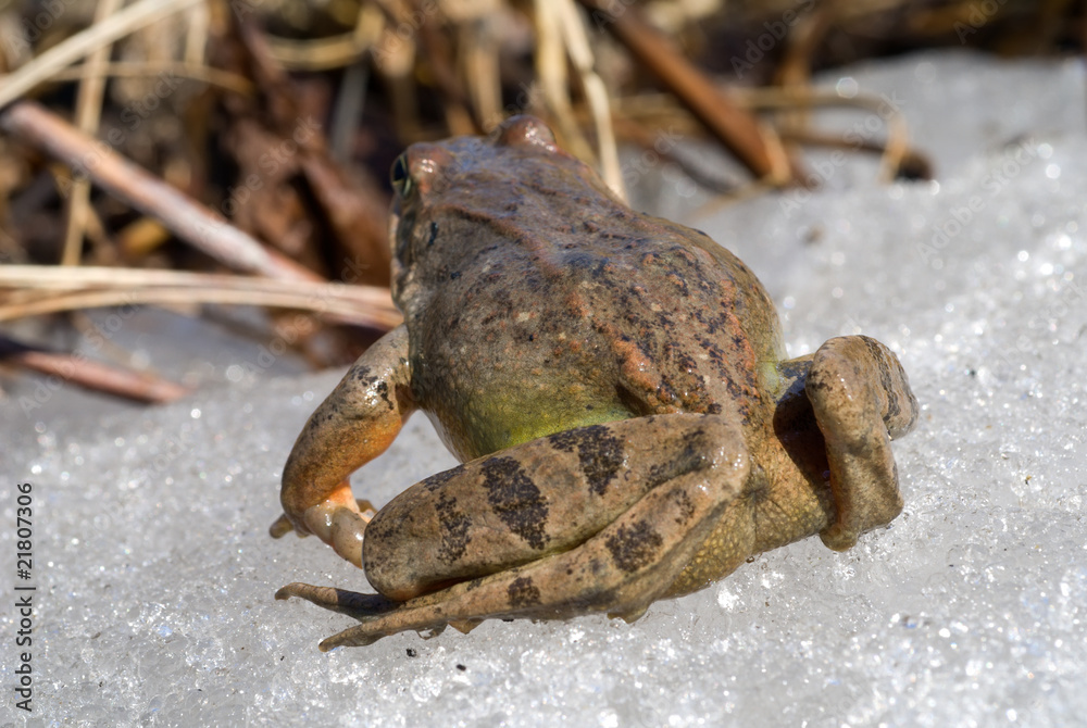 Obraz premium Frog on Ice 16