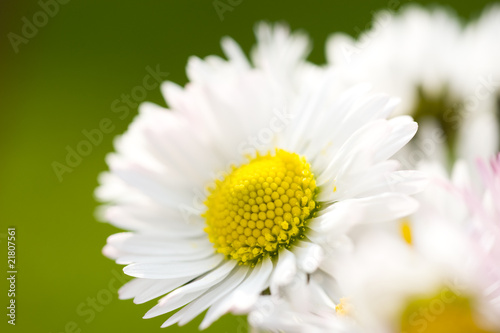 p  querette  Bellis perennis fleurs blanche  p  tales