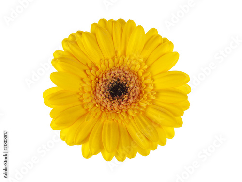yellow gerber daisy blossom isolated on white