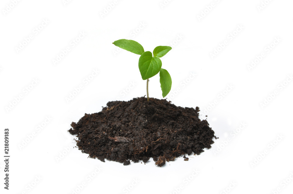Young plant Young plant
