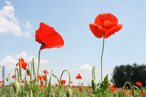 Red poppy on the background cloudy sky