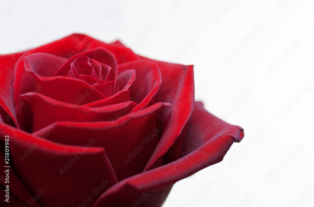 Obraz premium Rose vor weissem Hintergrund