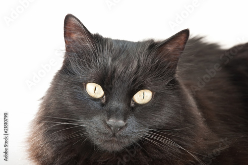 black cat isolated
