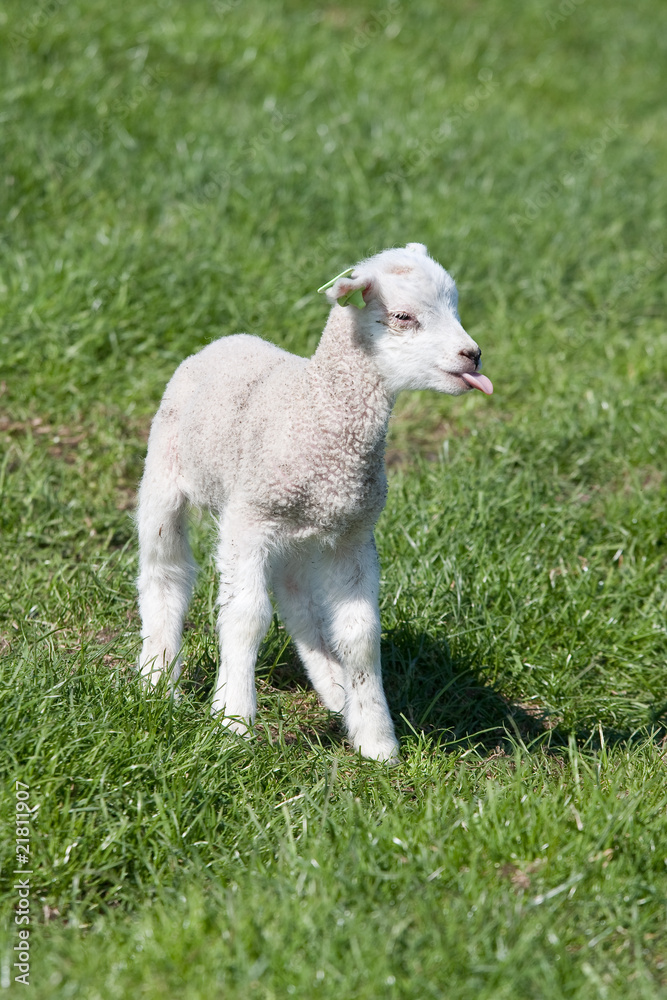 Young lamb with sweet tiny tongue Young lamb with sweet tiny tongue