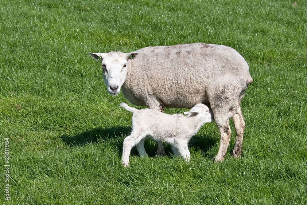 Fototapeta premium thirsty Young lamb nursed by his mother