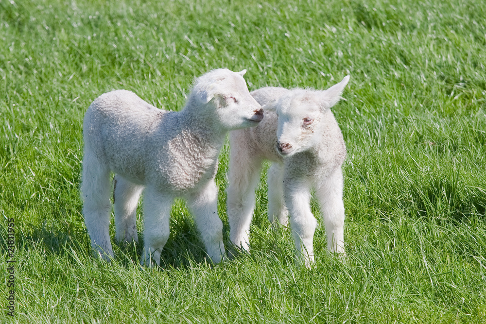 Satisfied Young lambs in the pasture at springtime Satisfied Young lambs in the pasture at springtime