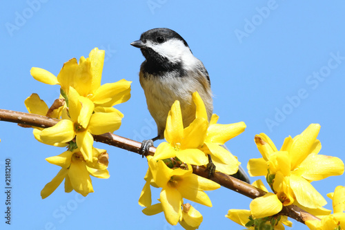 Photography Chickadee With Yellow Flowers