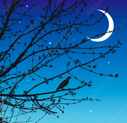 Night song of the nightingale