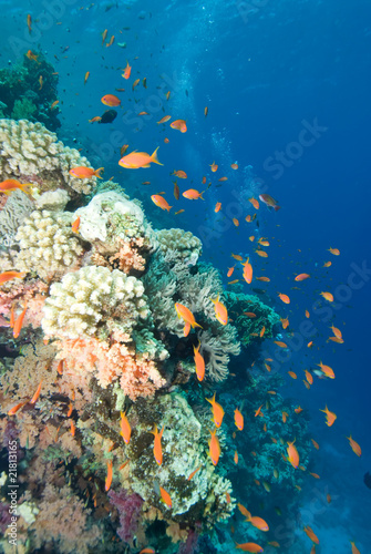 Fototapeta Naklejka Na Ścianę i Meble -  Lyretail anthias and coral reef