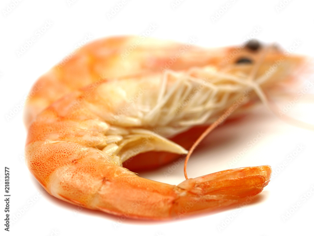 Macro photo of prawn Macro photo of prawn
