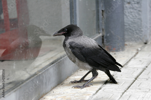 a curious behavior of a crow that is reflected on a glass