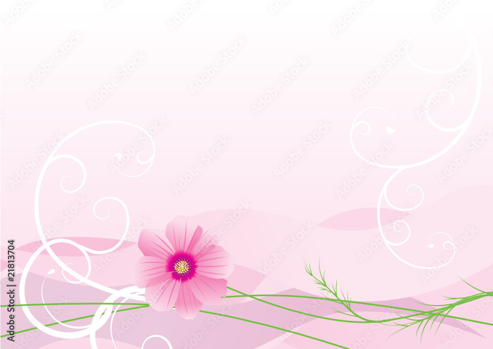vector illustration of cosmos flower