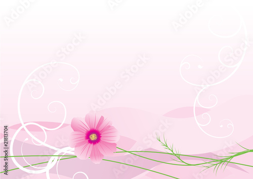 vector illustration of cosmos flower