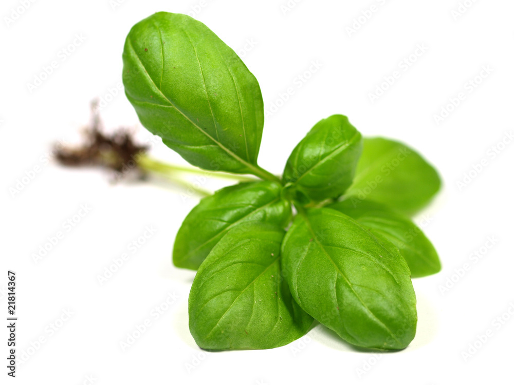 Green basil leaves on white background Green basil leaves on white background