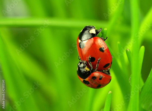 Two ladybugs lovers