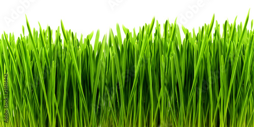 green grass on white background.