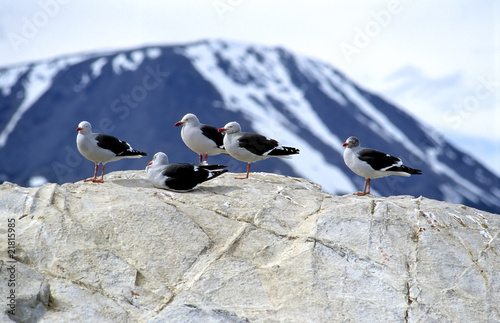 Seagulls in Tierra del Fuego