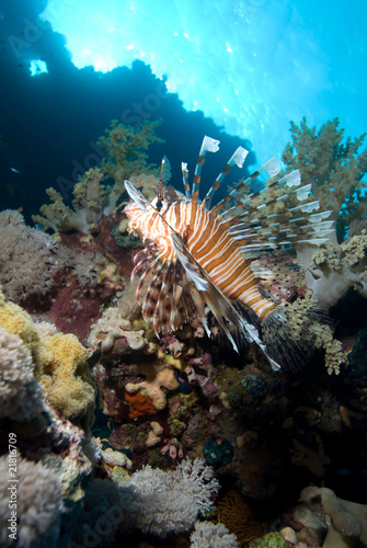 lionfish over coral reef