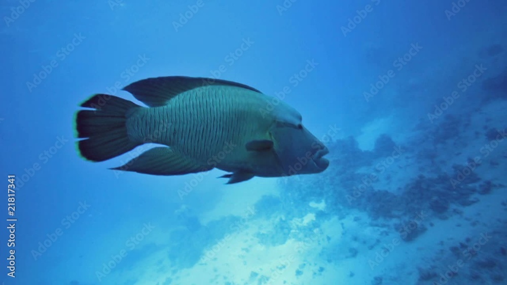 Napoleon fish Napoleon fish