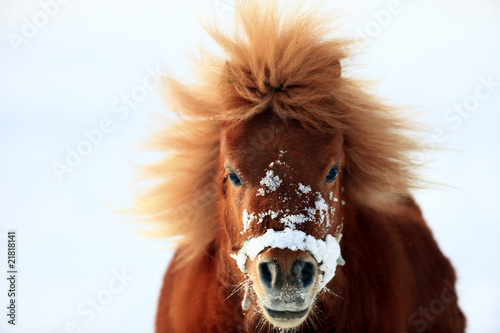 Fototapeta Naklejka Na Ścianę i Meble -  pony