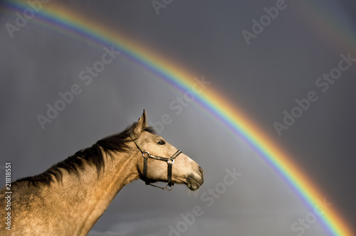 Tapety artystyczne Horse with rainbow