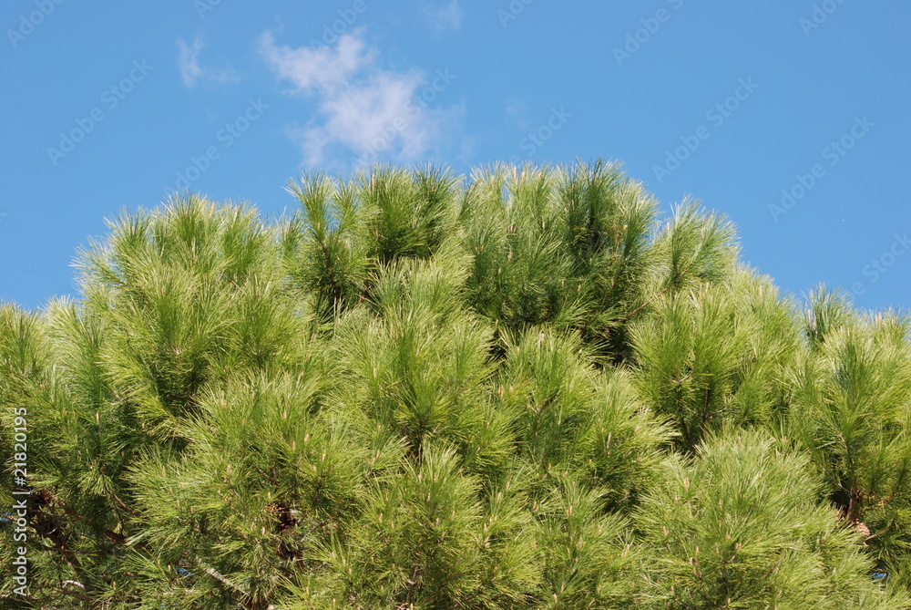pinede et azur