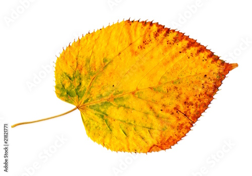 Yellow-golden autumn leaf on white