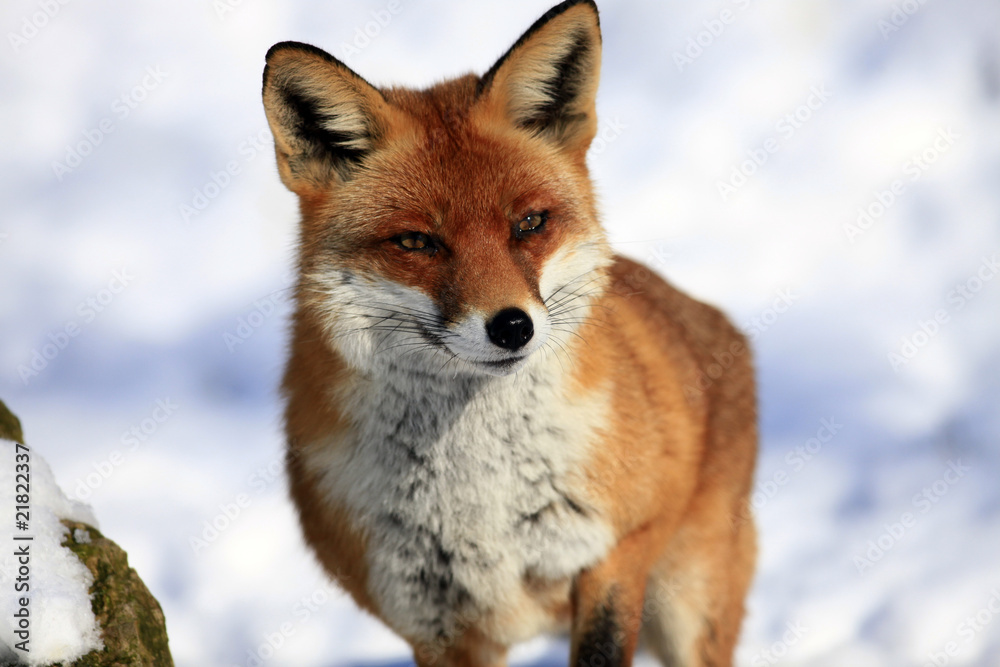 Fuchs Fuchs