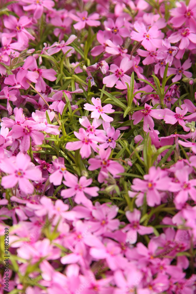 Pink flowers