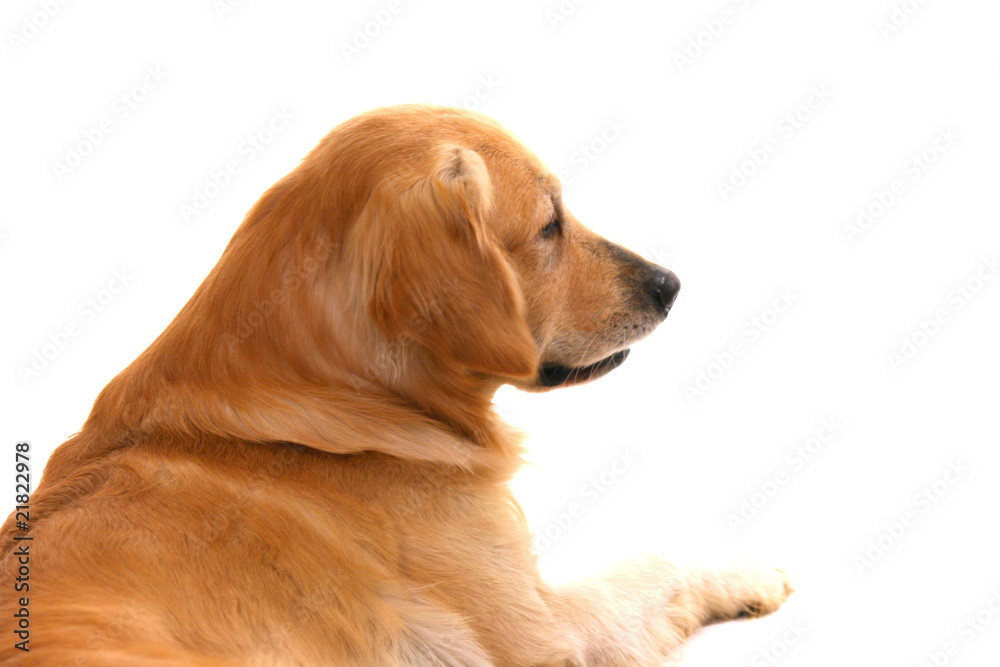 Golden Retriever Golden Retriever