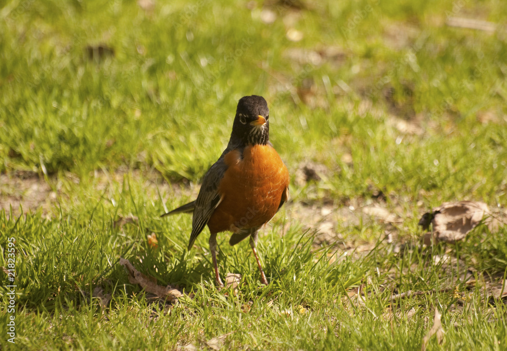 Posing Bird Posing Bird