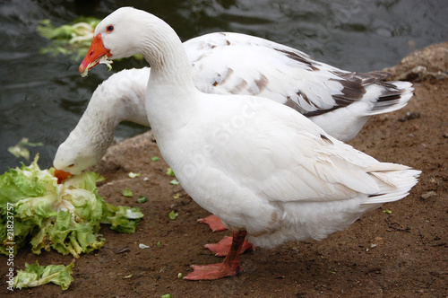 Geese eating green salad together photo