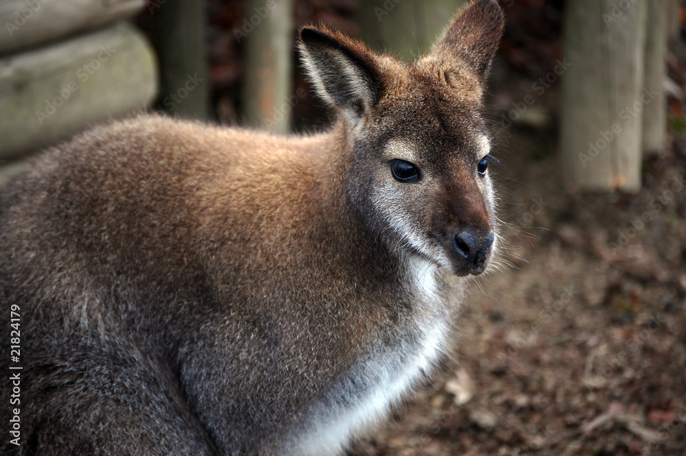 Kangaroo portrait