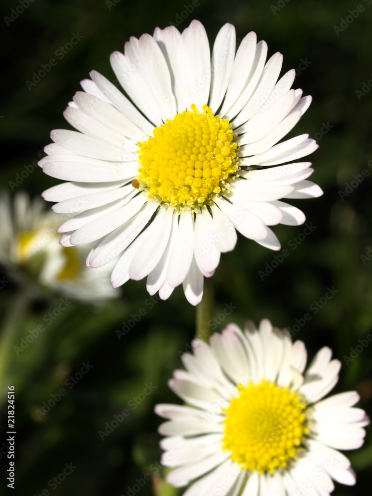 Obraz premium chiribita