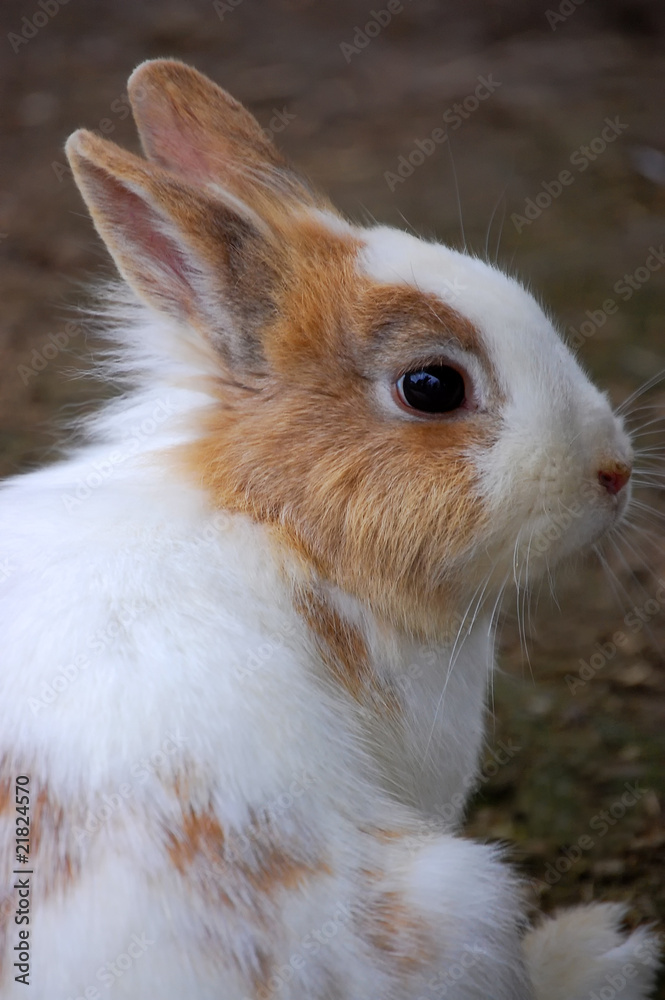 Obraz premium Rabbit profile closeup
