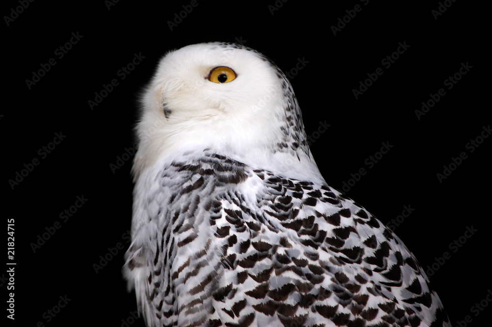 Fototapeta premium Snowy owl with black background