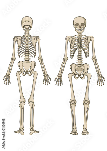 Human skeleton in vector