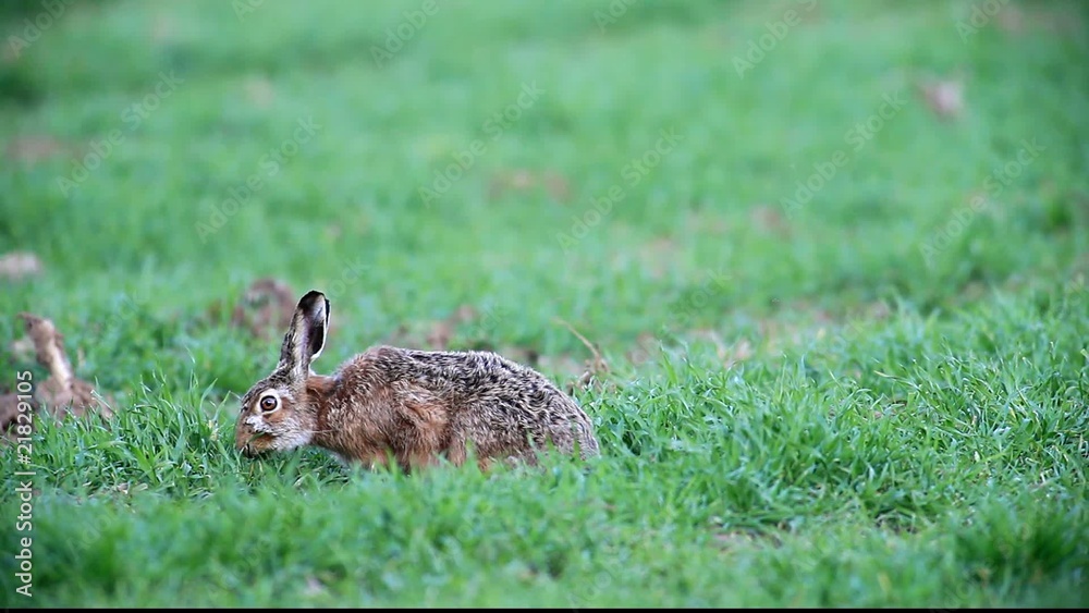 Feldhase (Lepus europaeus)