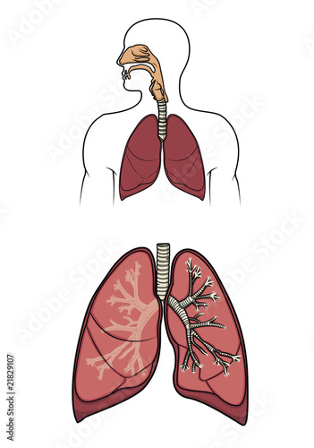 Human respitory system in vector