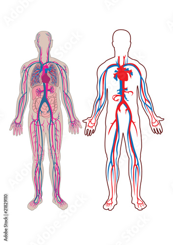 Human vein in vector