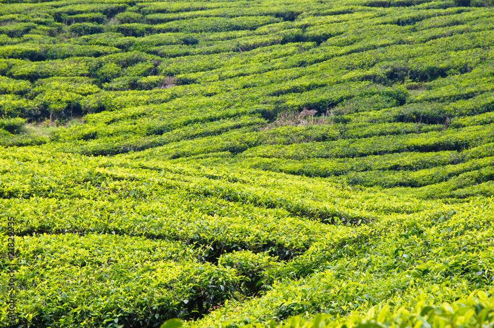 Tea plantage, cameron Highlands, Malaysia, Asia