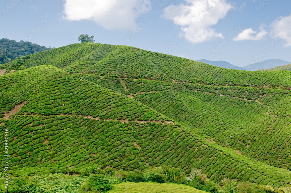 Fototapeta premium Tea plantage, cameron Highlands, Malaysia, Asia