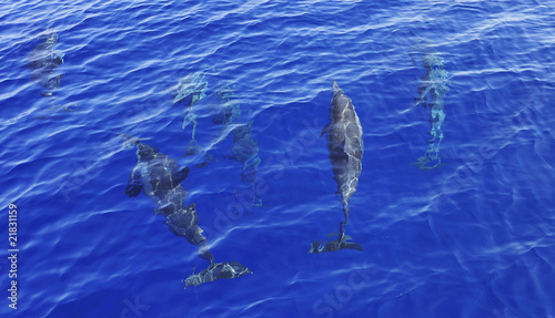Spinner dolphins underwater off Muscat © knertius