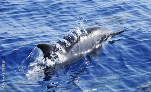 Spinner dolphin breaking through water surface