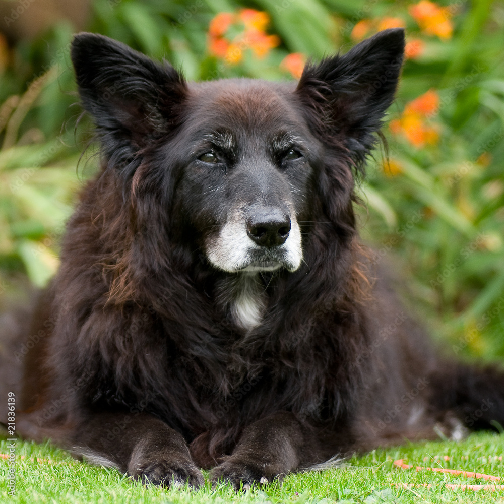 Fototapeta premium Black dog - garden