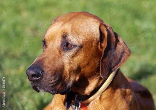 Head of the Rhodesian Ridgeback - dog breed