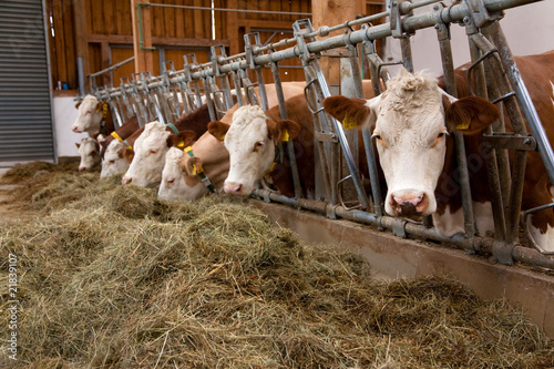 Kühe im Stall