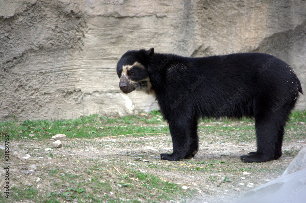 tremarctos ornatus - orso dagli occhiali Stock Photo | Adobe Stock