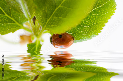 the ladybug photo