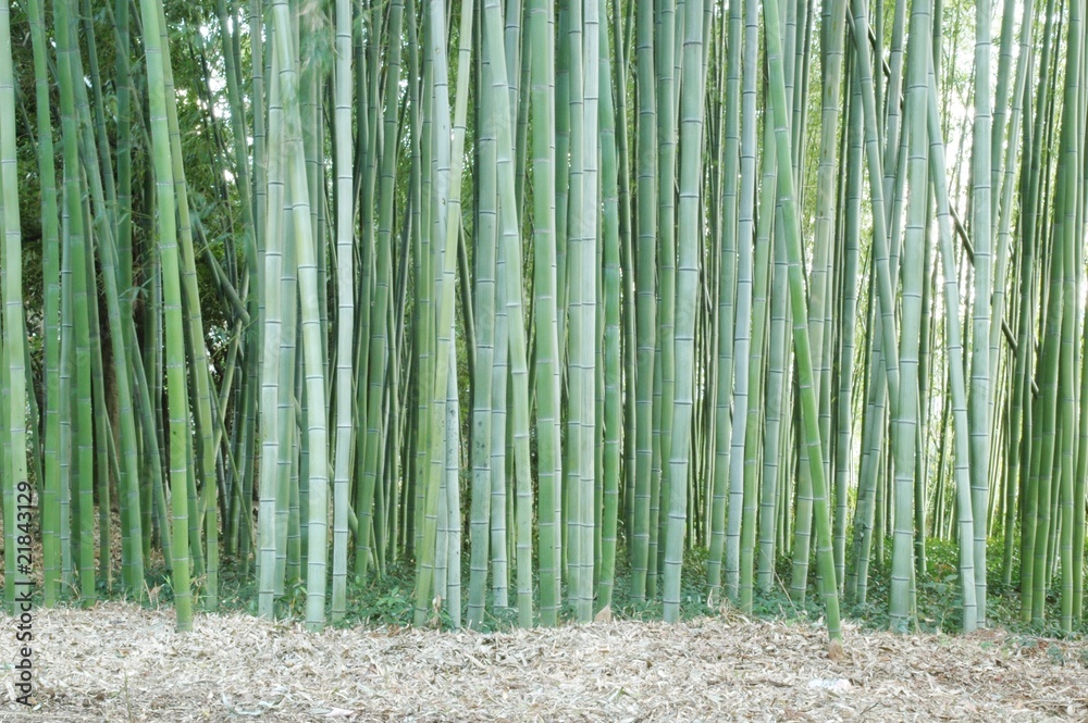 Fototapeta premium 竹林